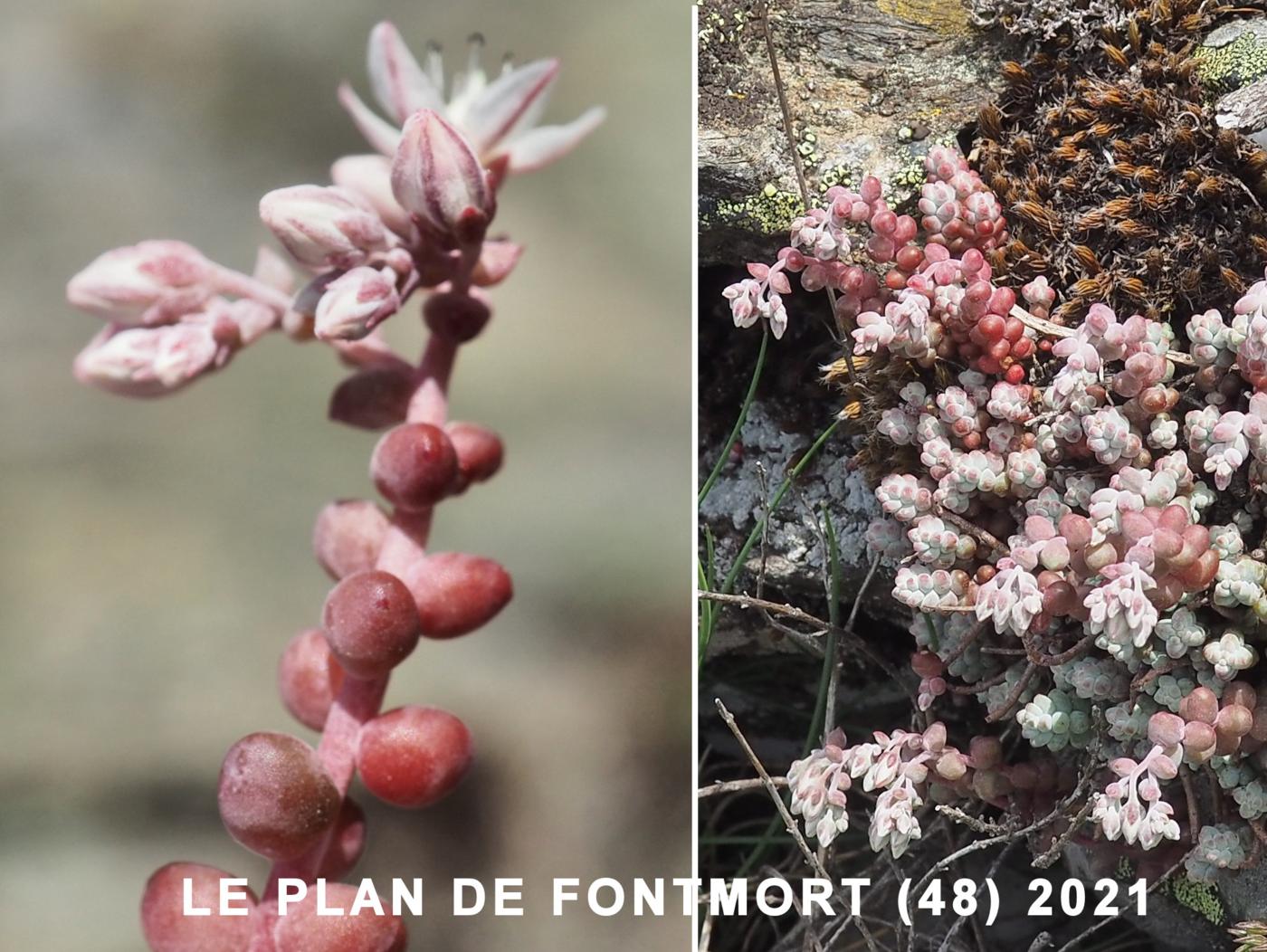 Stonecrop, Short-leaved leaf